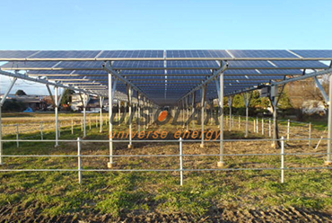 تكمل الزراعة الكهروضوئية بعضها البعض ، باستخدام الألواح الشمسية لزراعة الفاكهة
